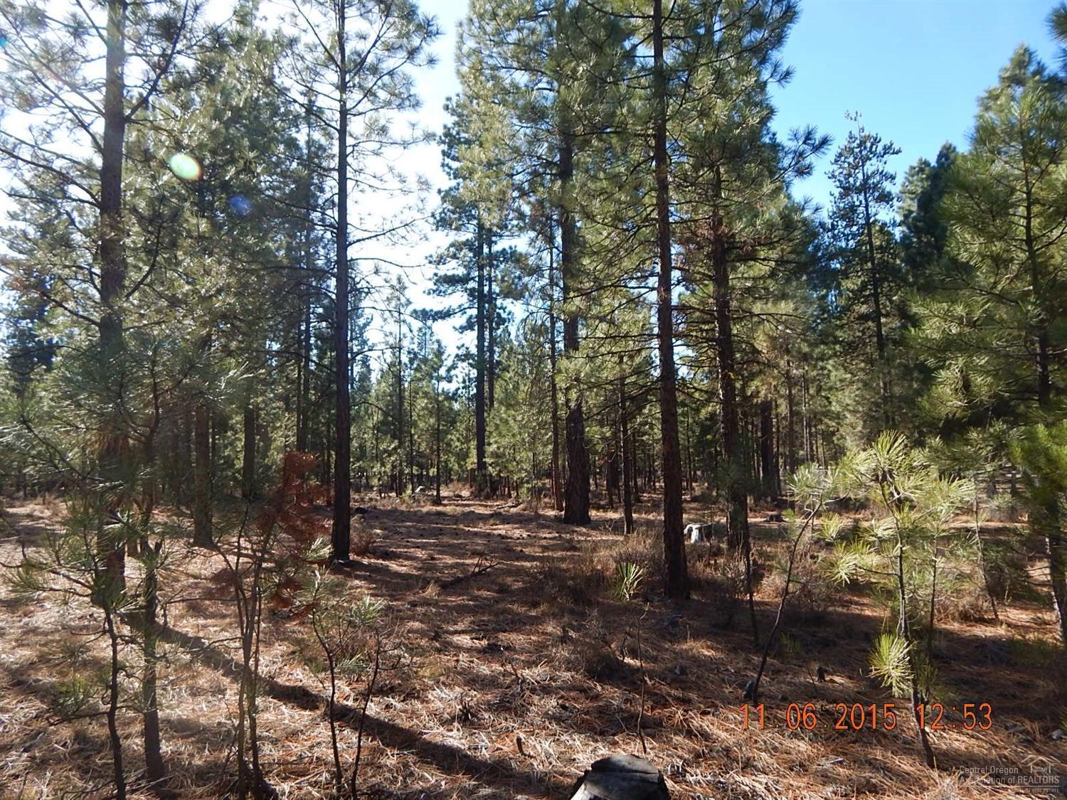Ponderosa Pines - Land