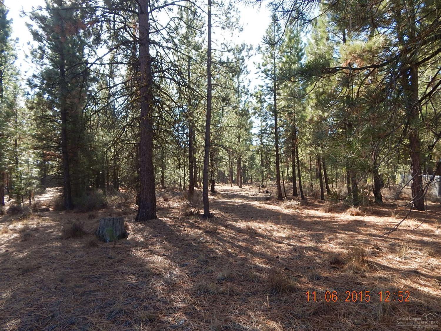 Ponderosa Pines - Land