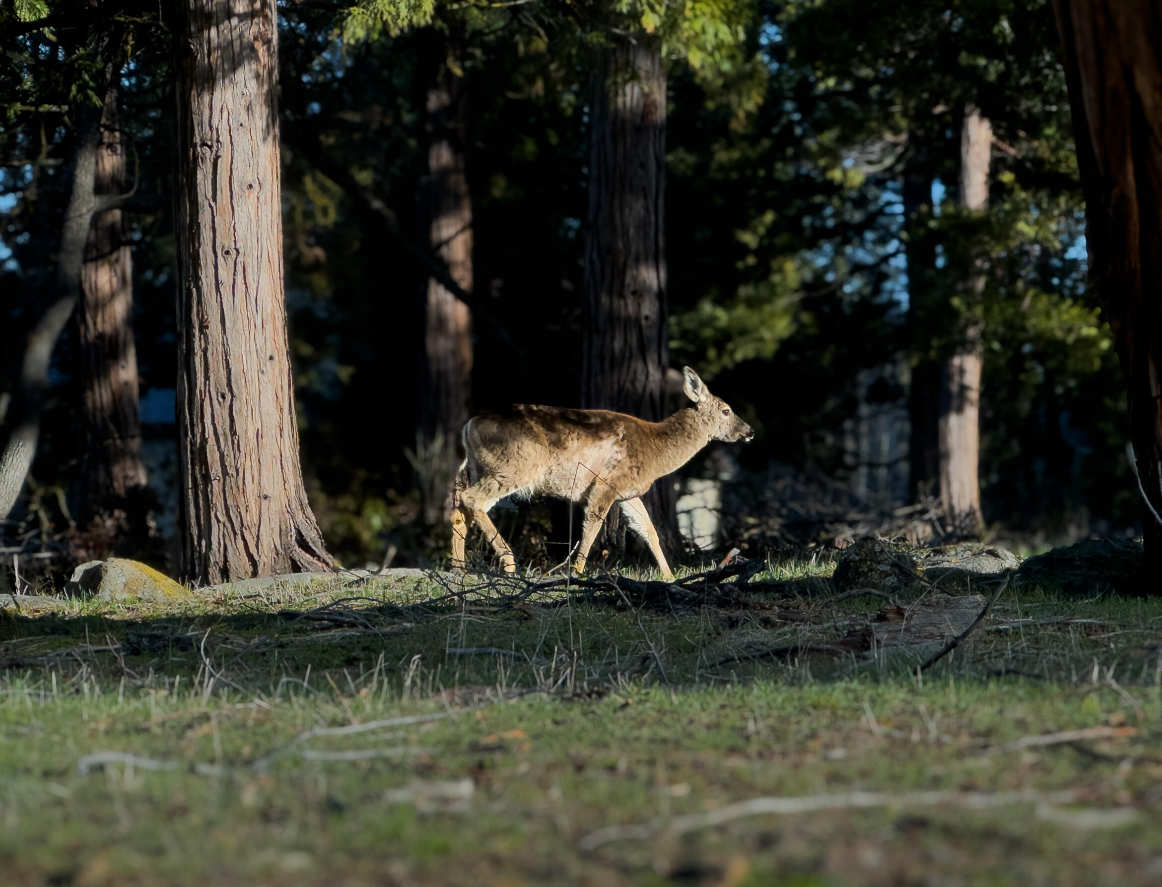 Running YResort - Land