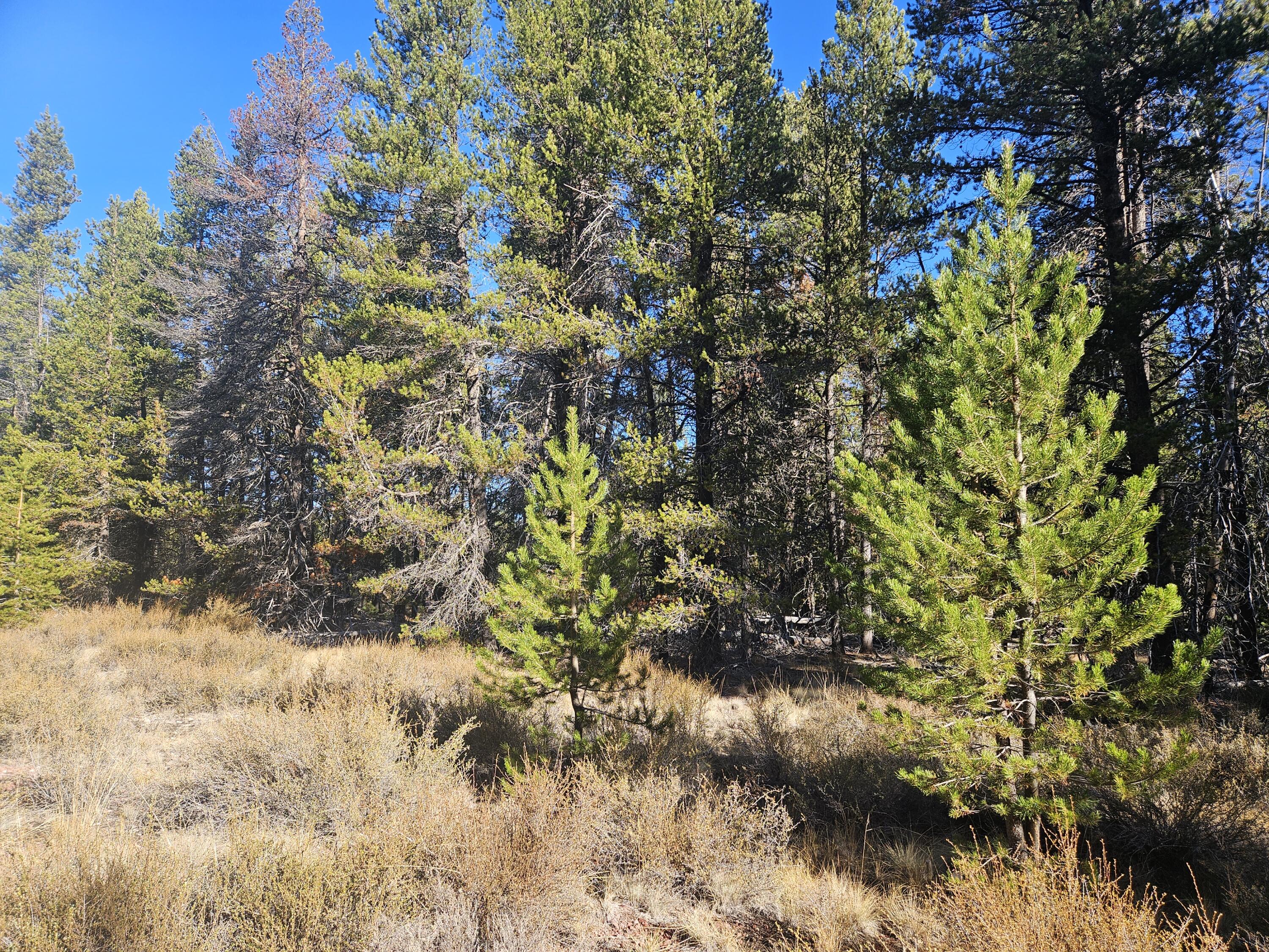 Mt. Scott Meadow - Land