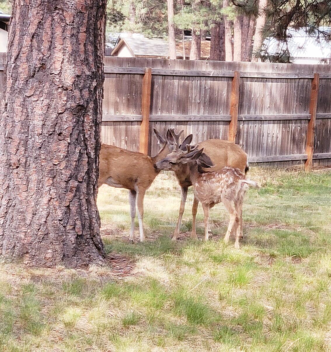 Deschutes RiverWoods - Residential