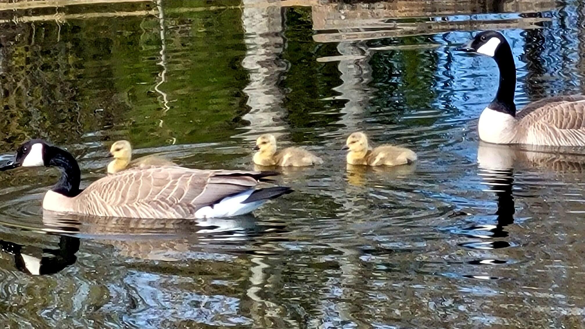 Deschutes RiverWoods - Residential