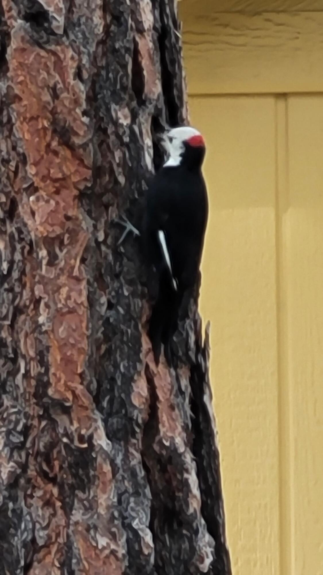 Deschutes RiverWoods - Residential