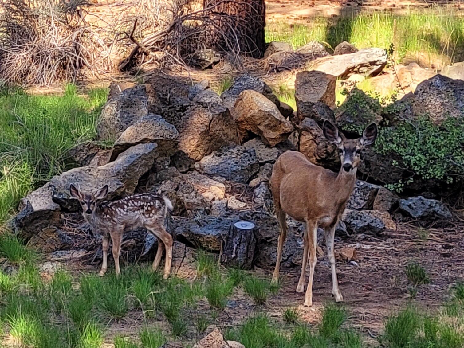Deschutes RiverWoods - Residential