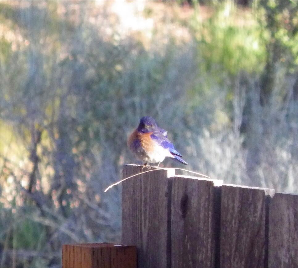Deschutes RiverWoods - Residential