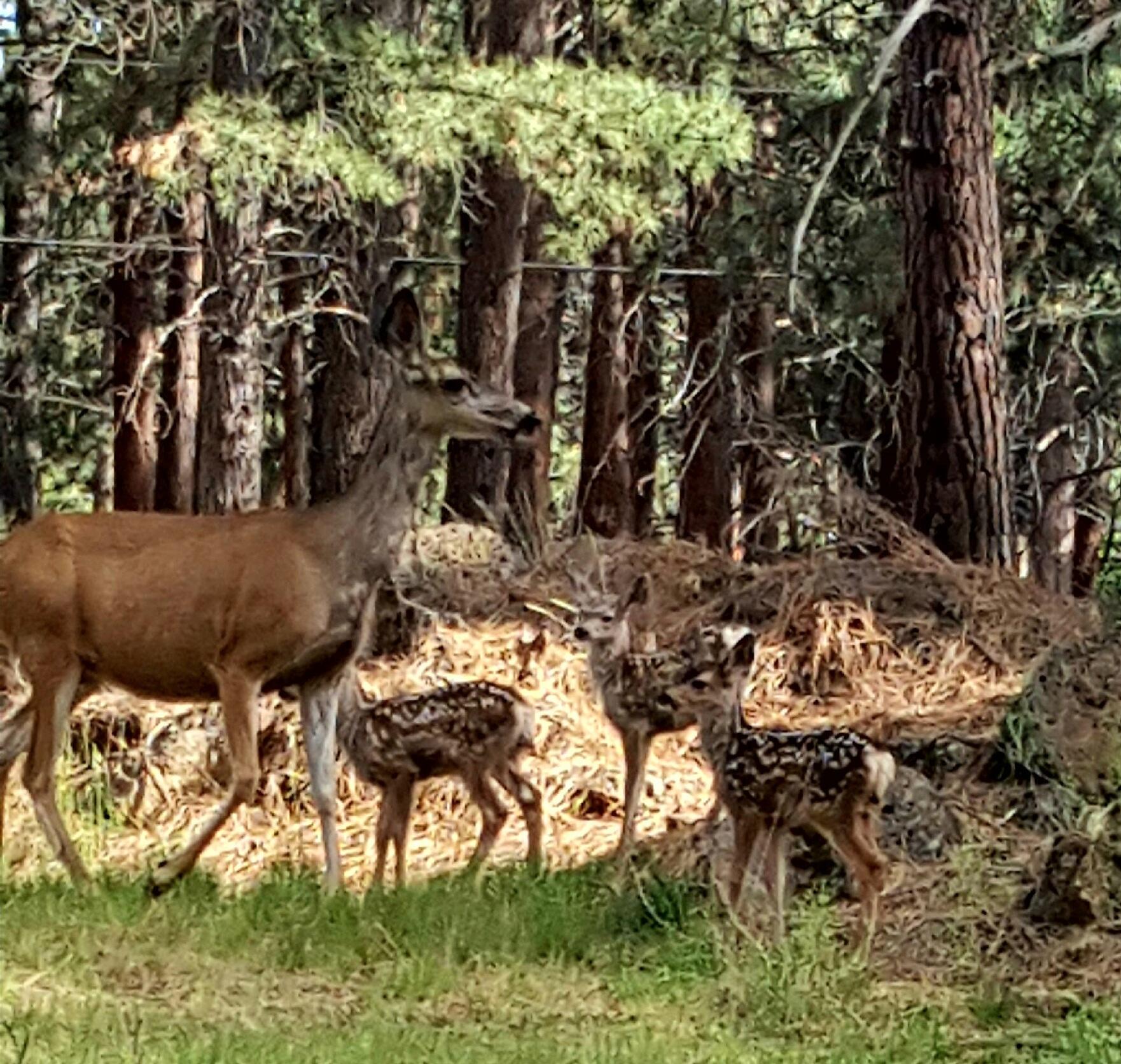 Deschutes RiverWoods - Residential