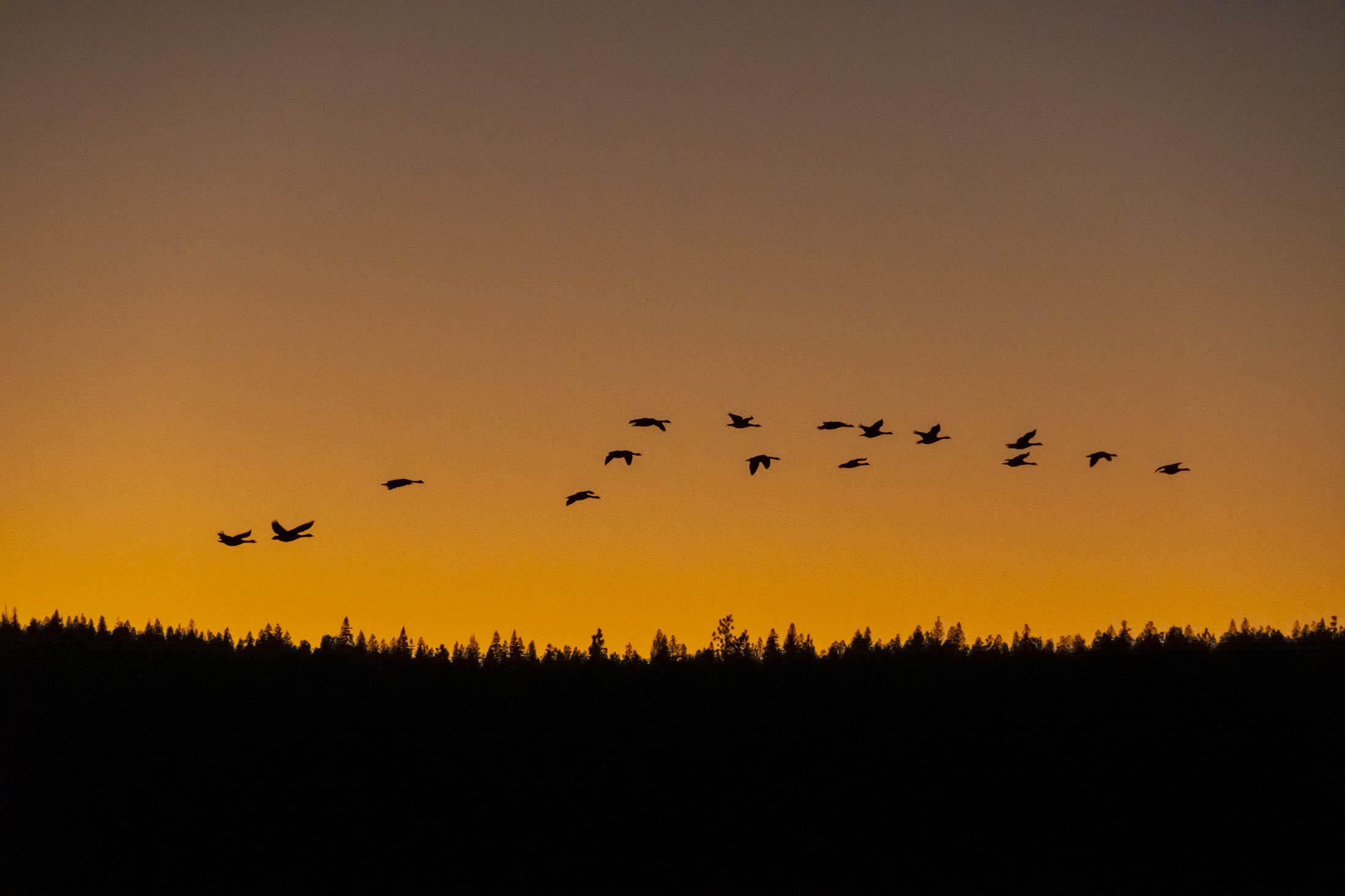 Skypark - Residential