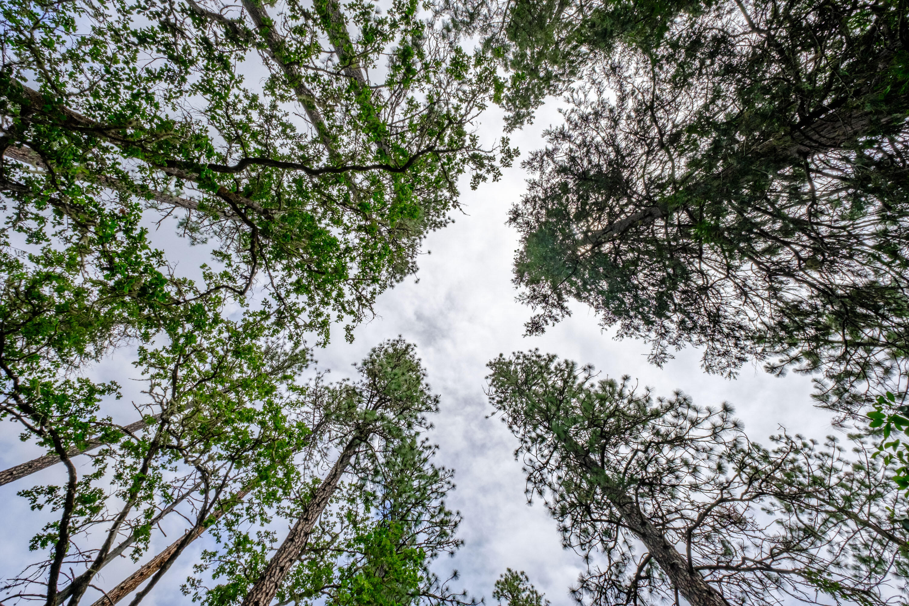 Ward Road Estates - Residential