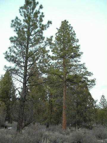Sprague River - Land