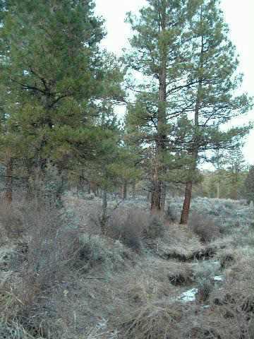 Sprague River - Land