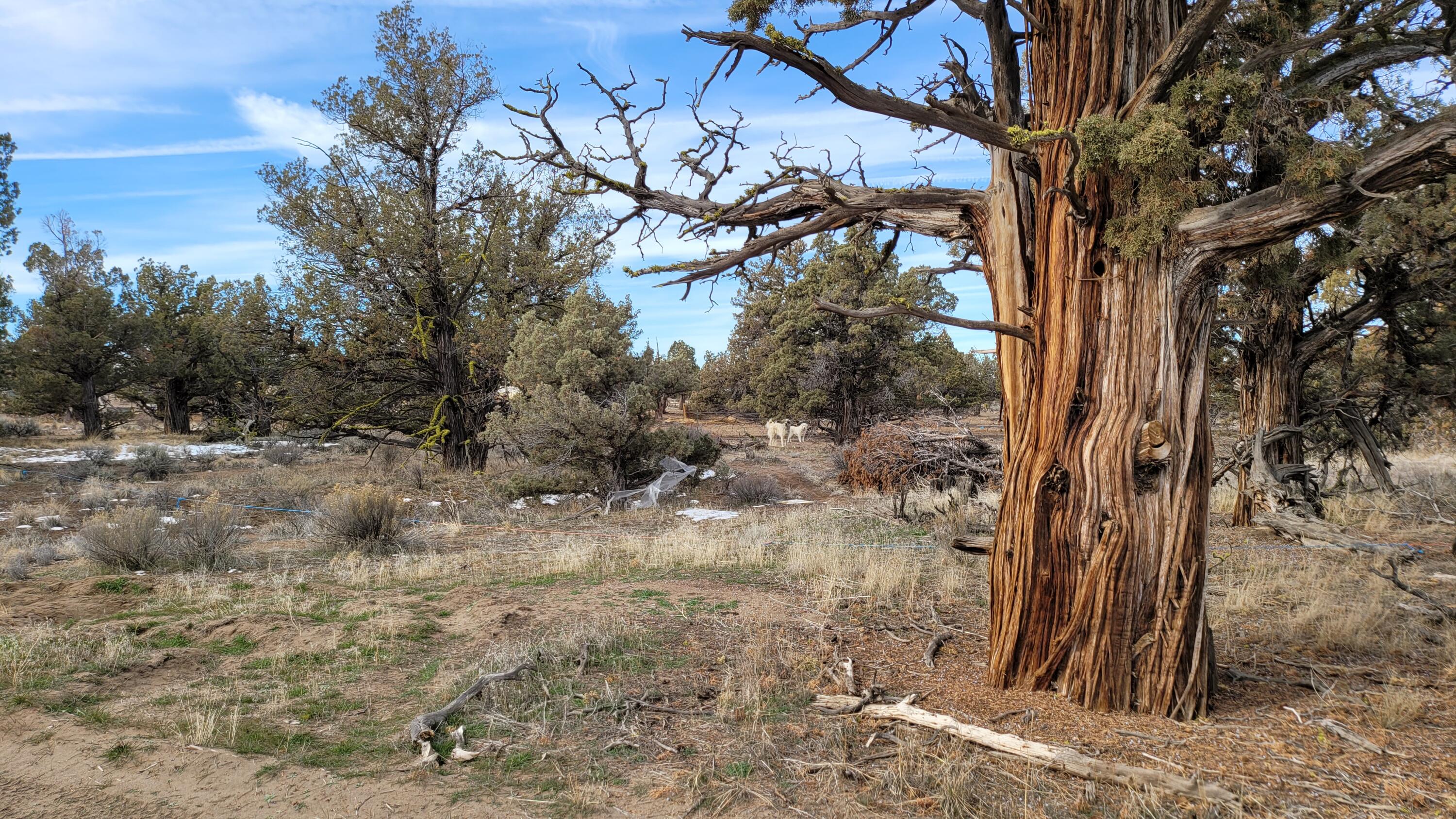 Juniper Acres - Land