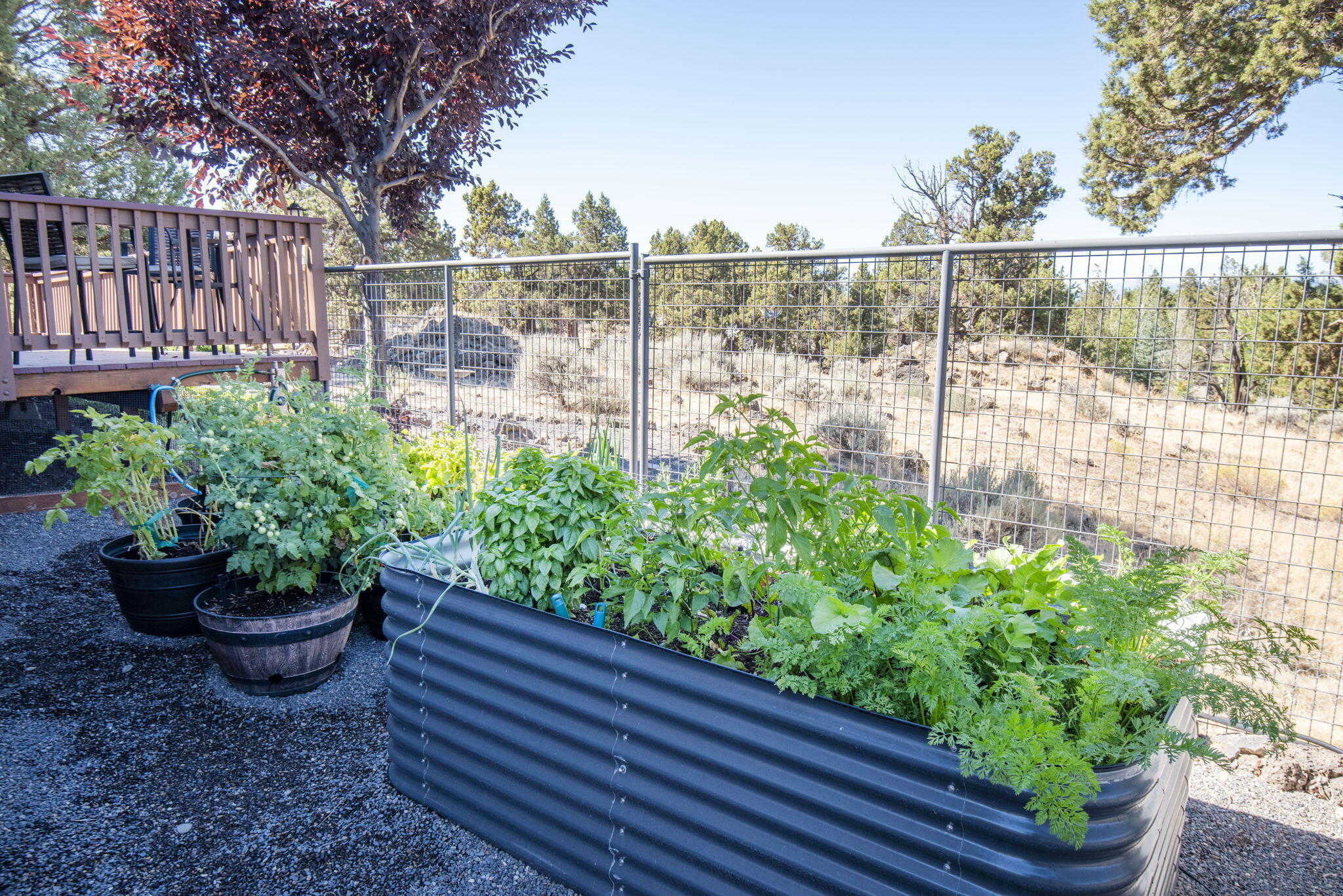 Boonesborough - Residential