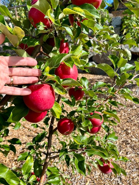 Tiny photo for 1940 Soda Mountain Road, Ashland, OR 97520 (MLS # 220216989)