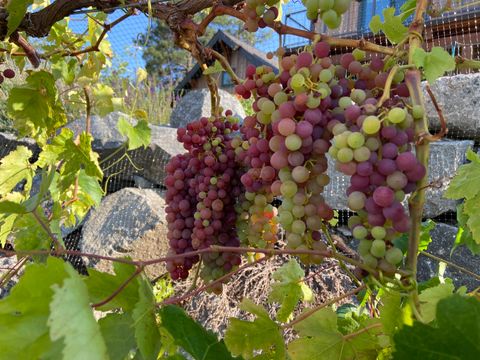 Tiny photo for 1940 Soda Mountain Road, Ashland, OR 97520 (MLS # 220216989)