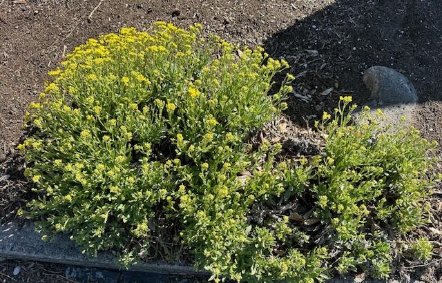 Meadowview Estate - Residential