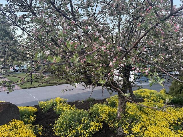 Meadowview Estate - Residential