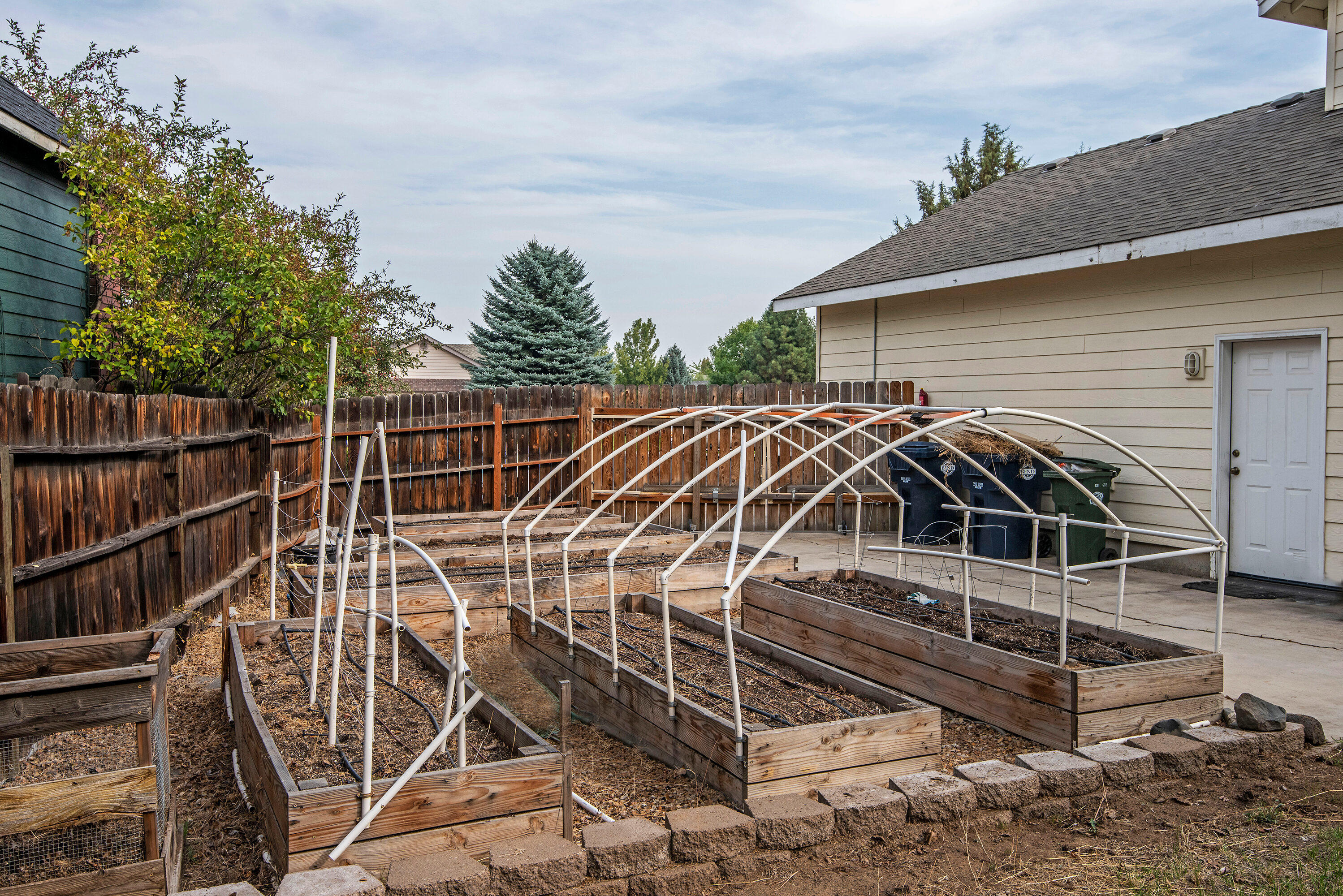 Oak Tree - Residential