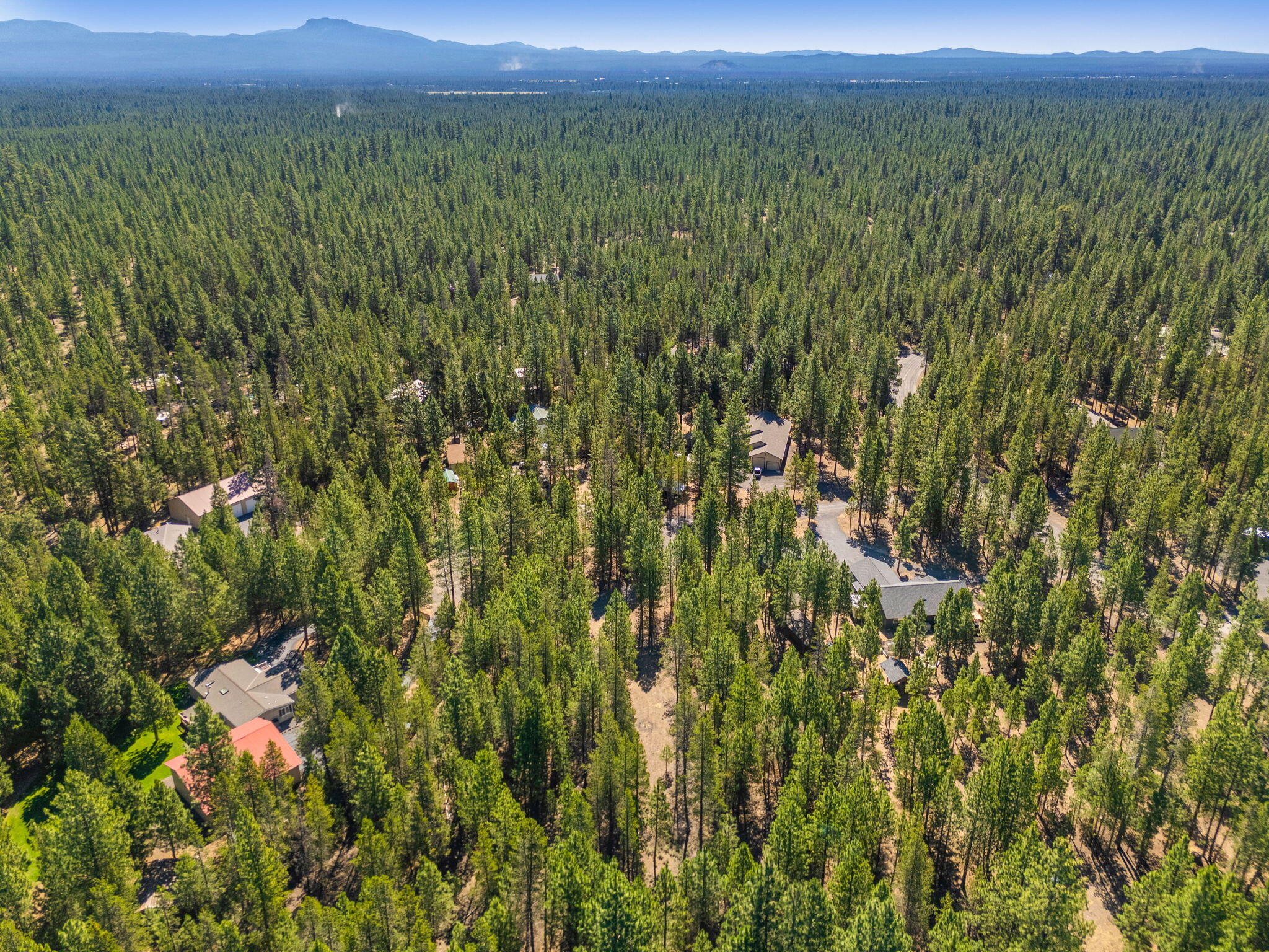 Ponderosa Pines - Land