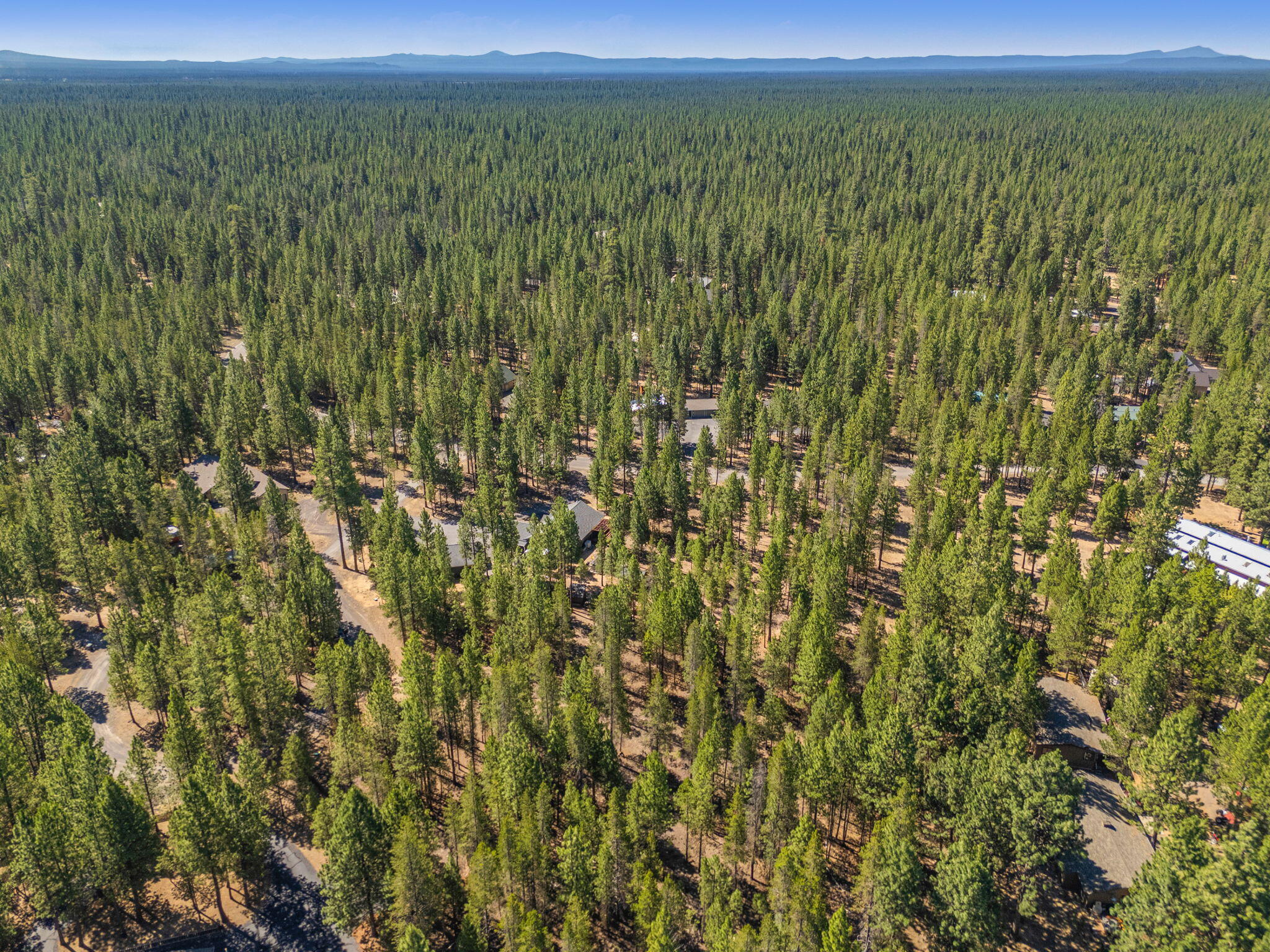 Ponderosa Pines - Land