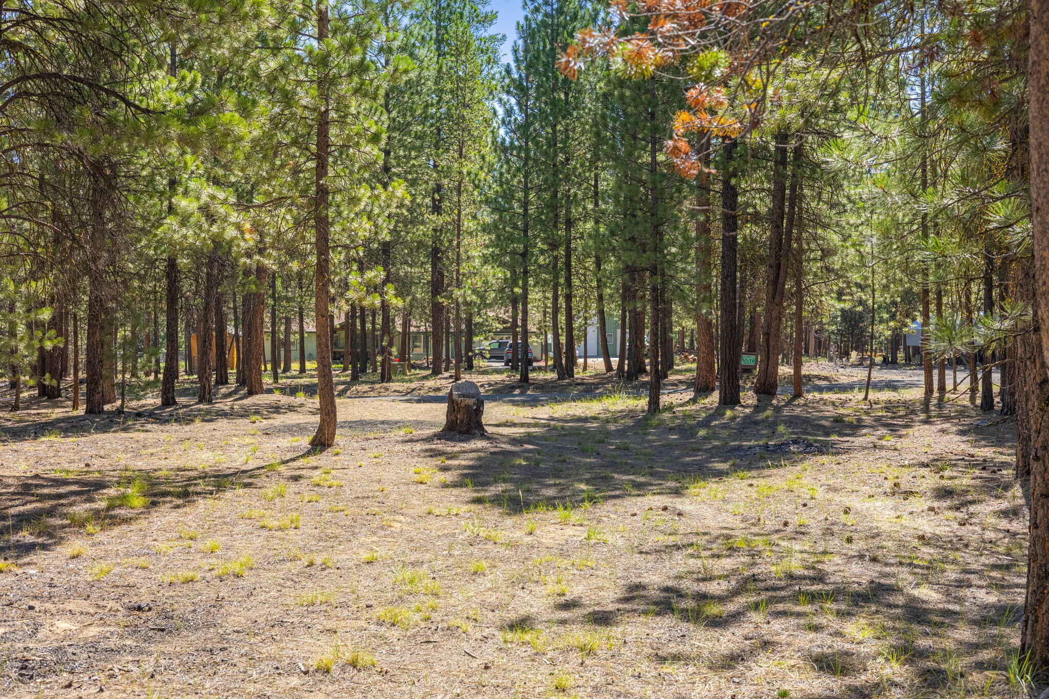 Ponderosa Pines - Land
