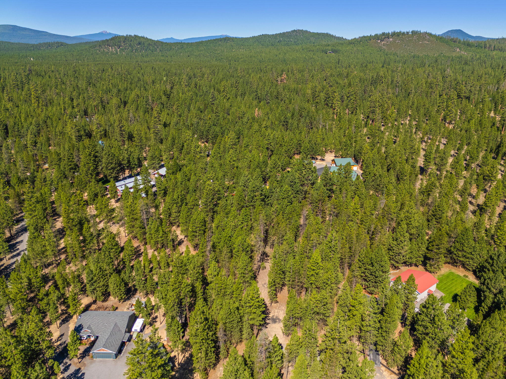 Ponderosa Pines - Land