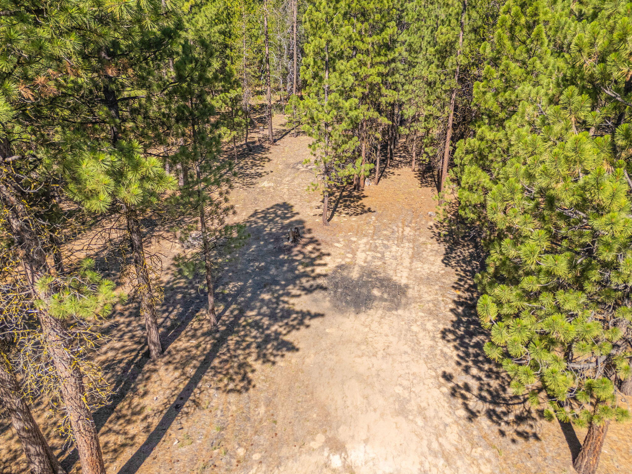 Ponderosa Pines - Land