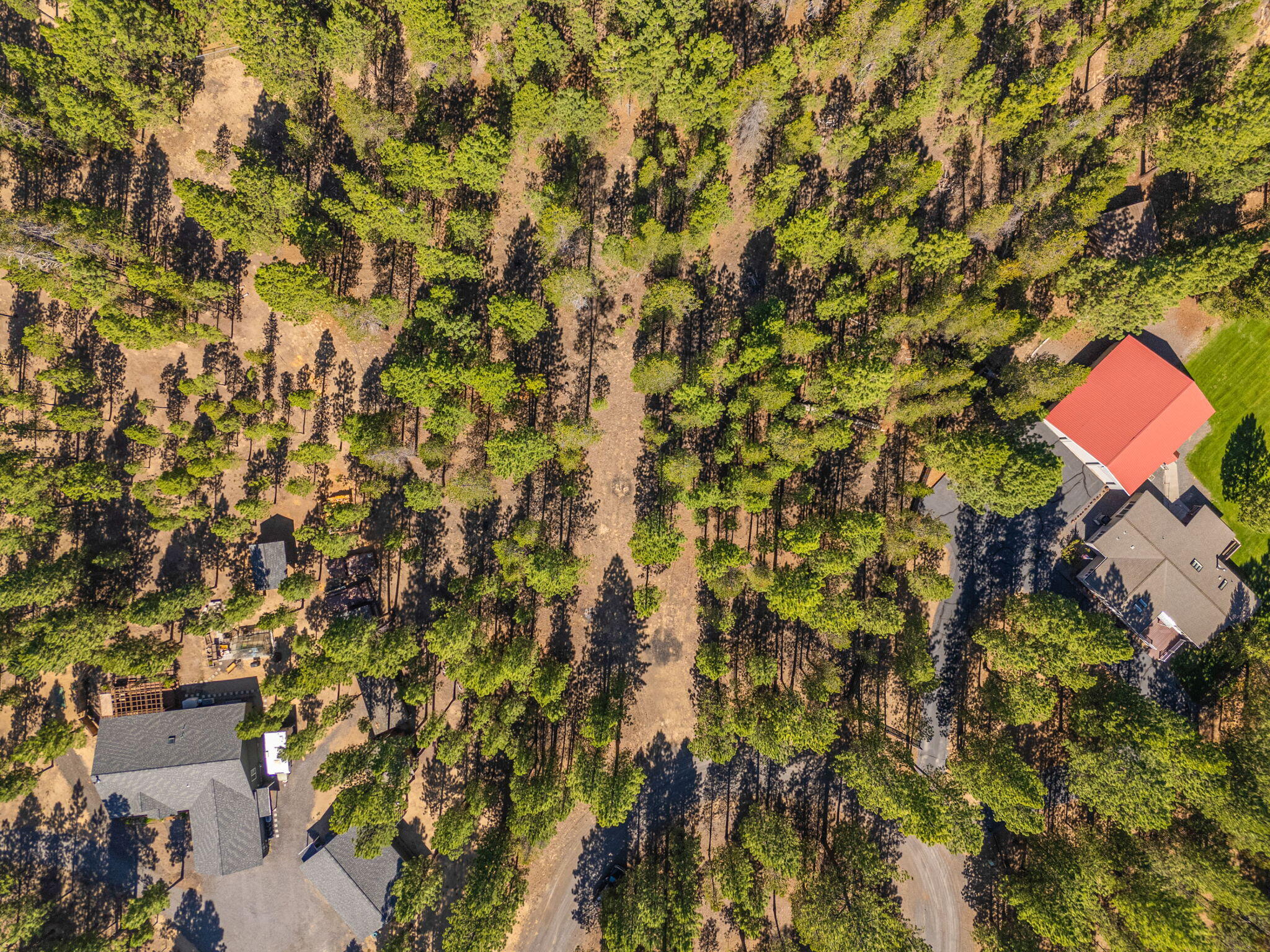 Ponderosa Pines - Land