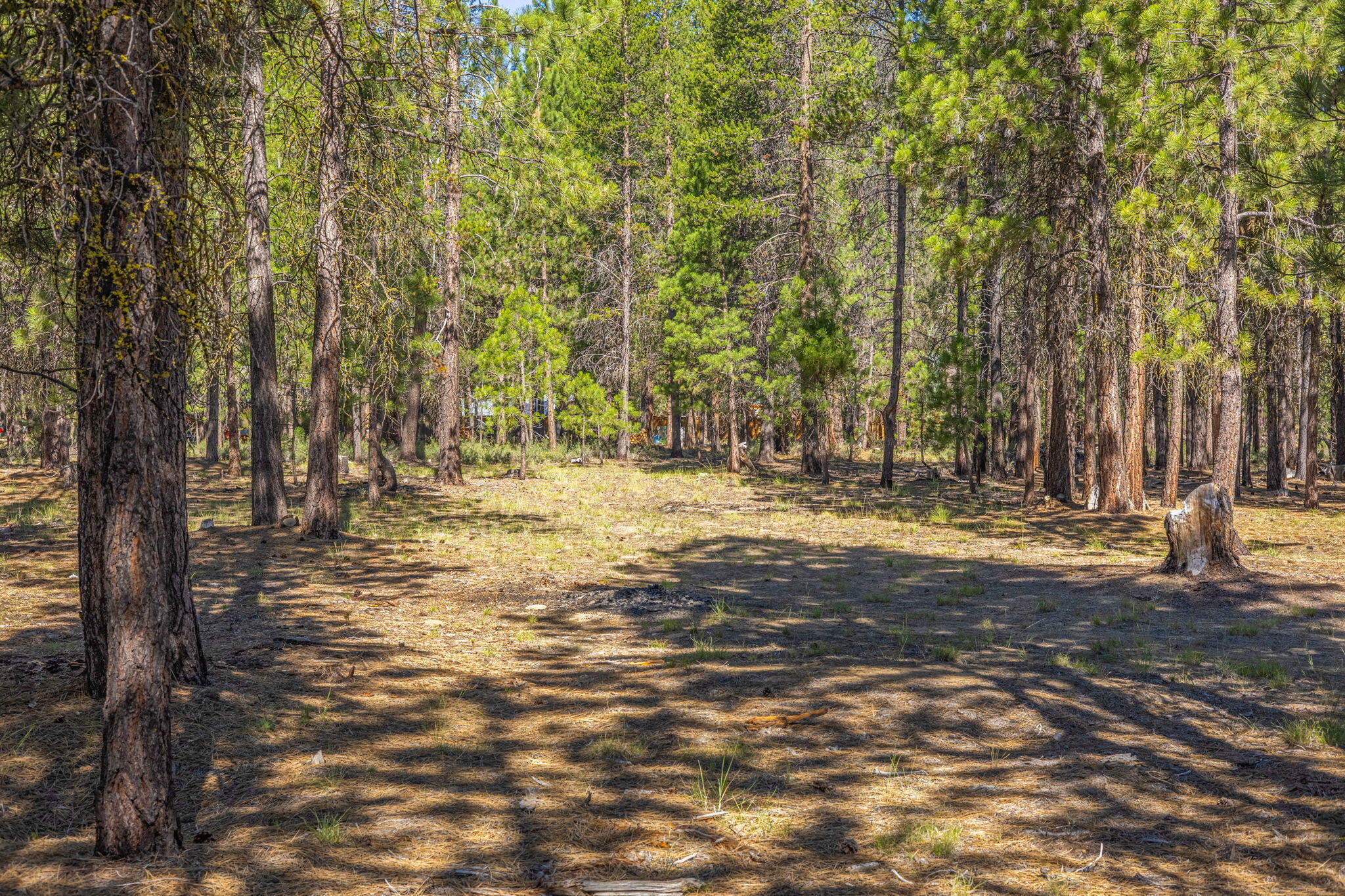 Ponderosa Pines - Land
