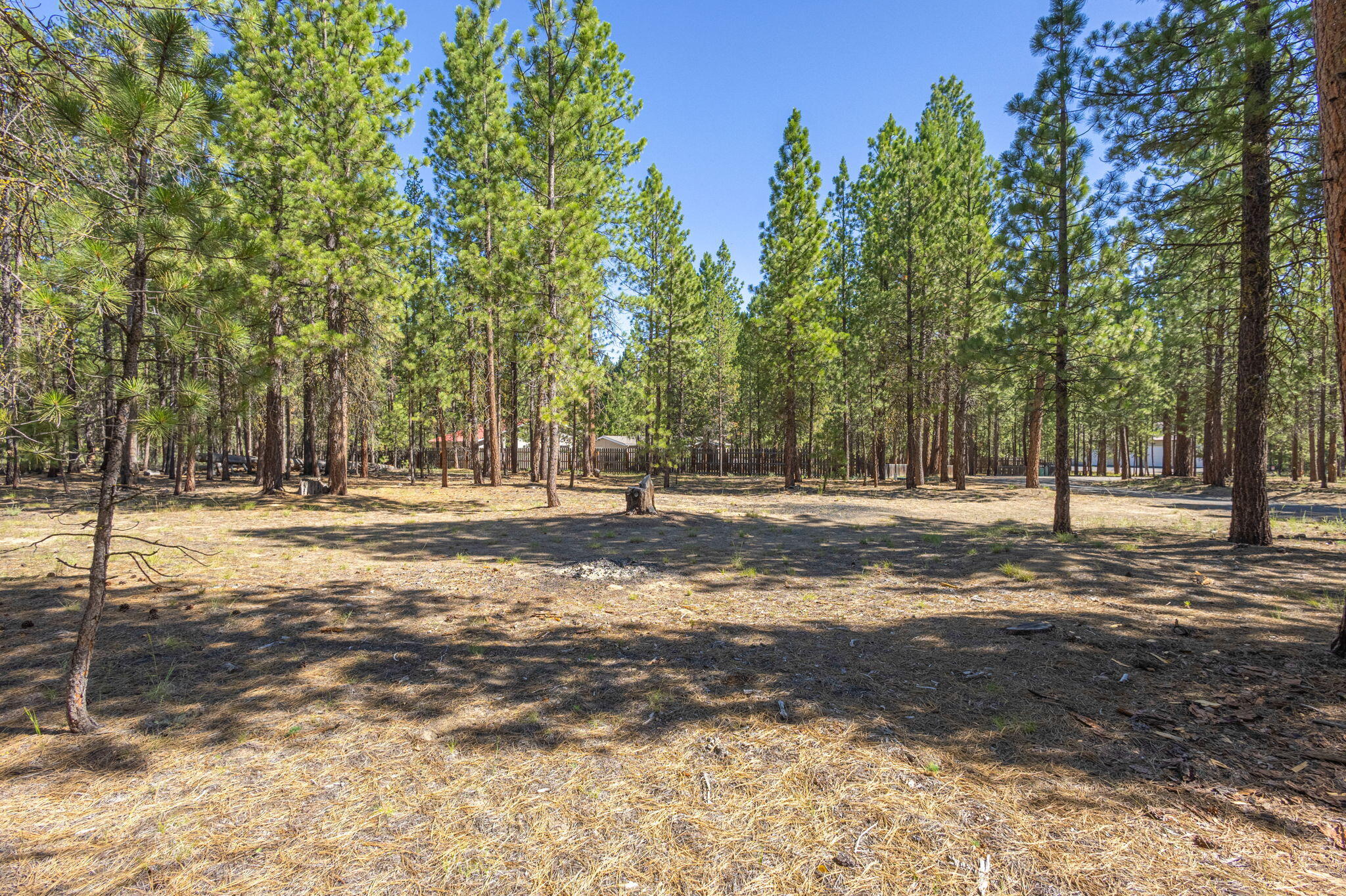 Ponderosa Pines - Land