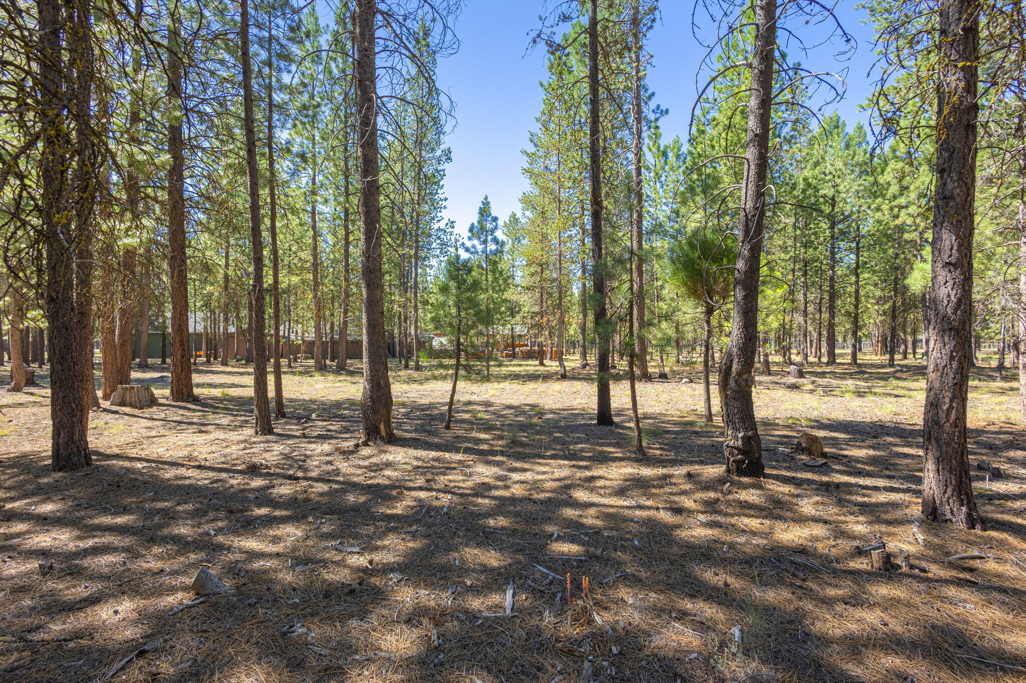 Ponderosa Pines - Land