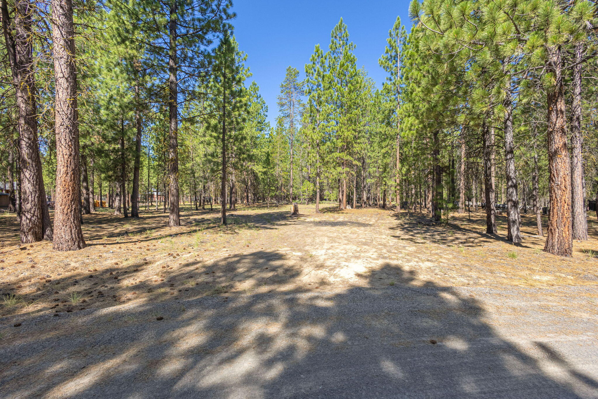 Ponderosa Pines - Land