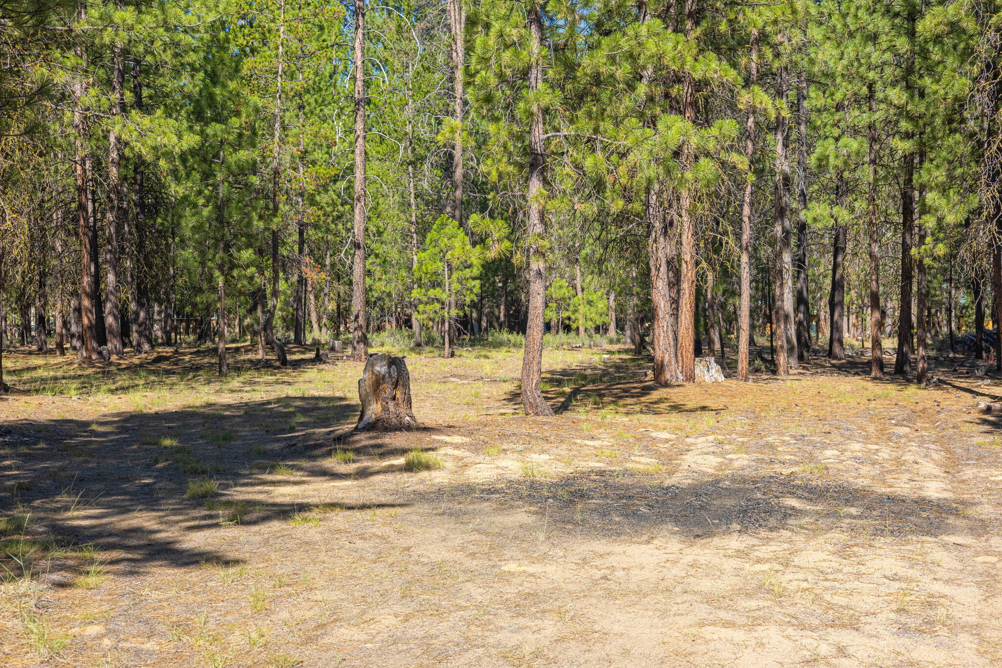 Ponderosa Pines - Land