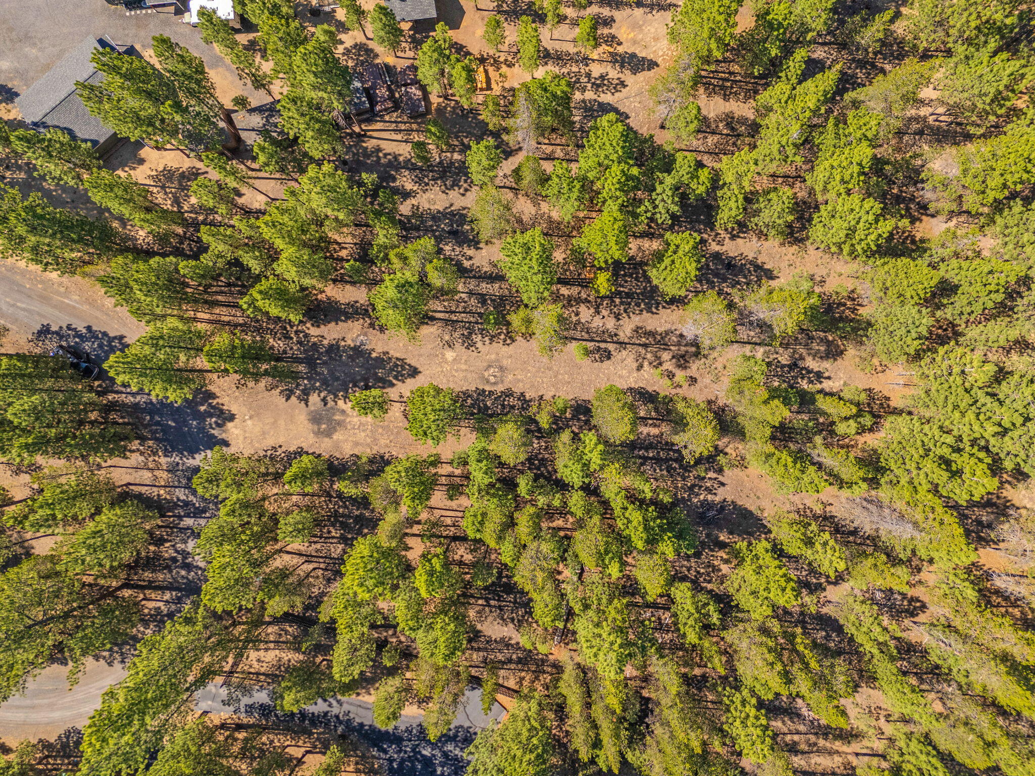 Ponderosa Pines - Land