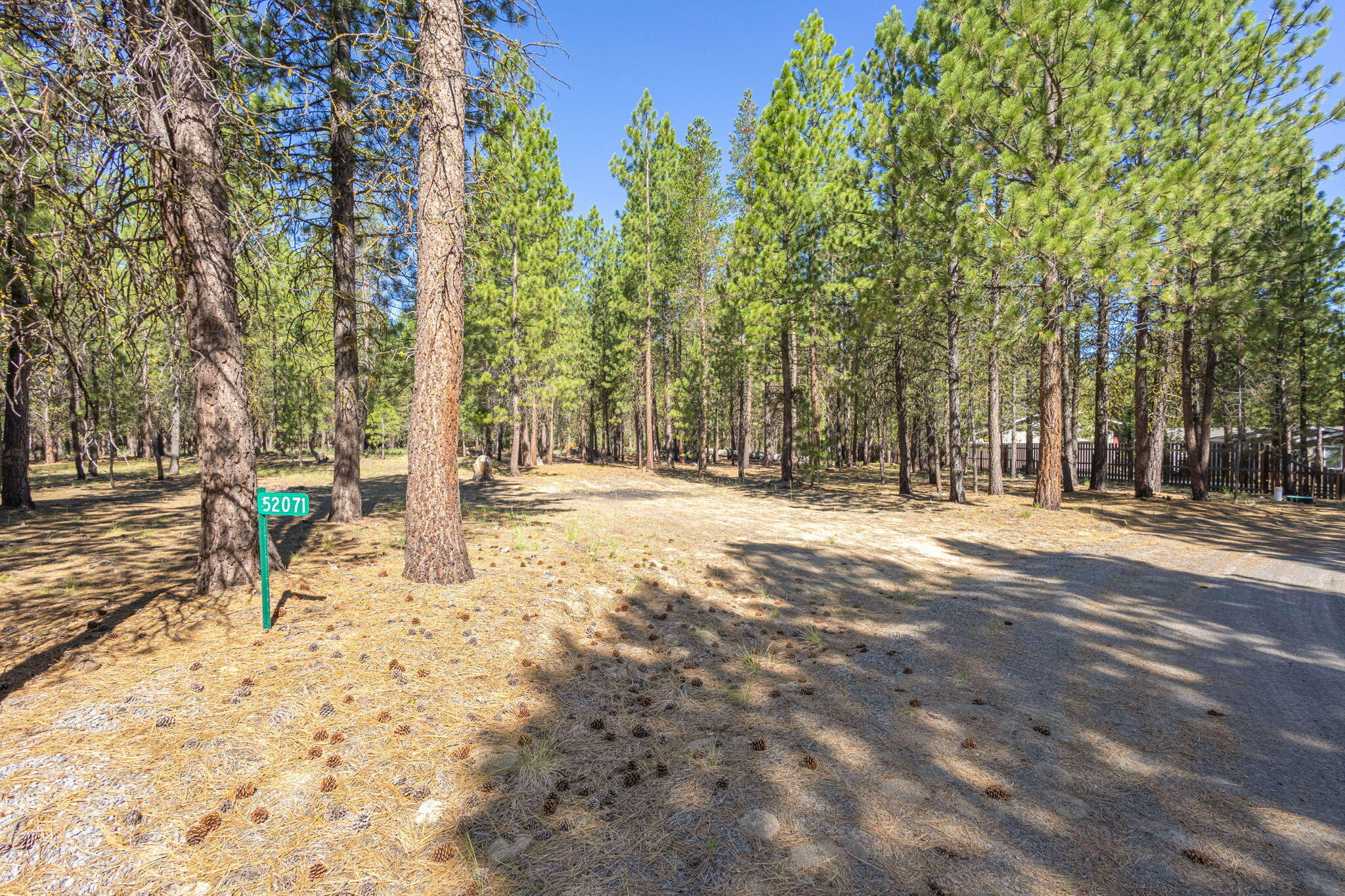 Ponderosa Pines - Land