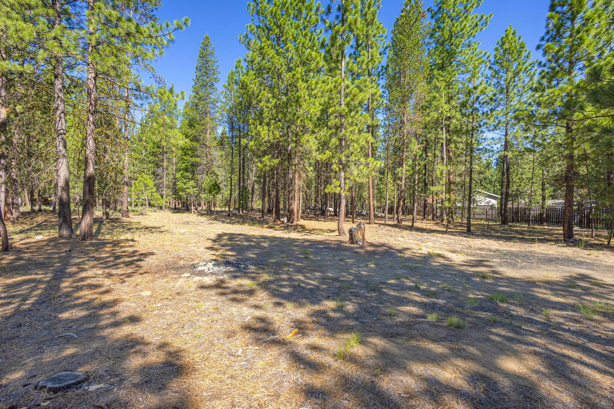 Ponderosa Pines - Land