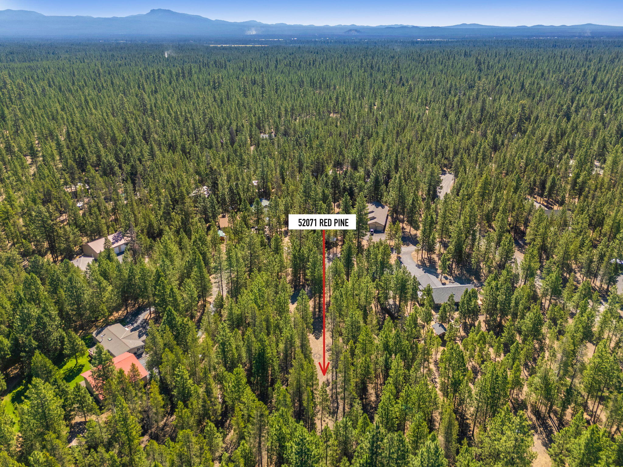 Ponderosa Pines - Land