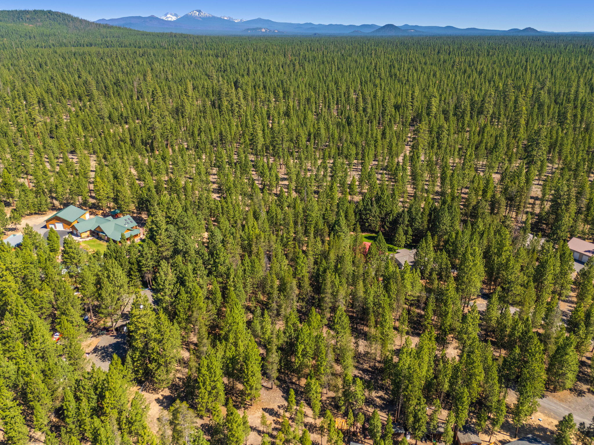 Ponderosa Pines - Land