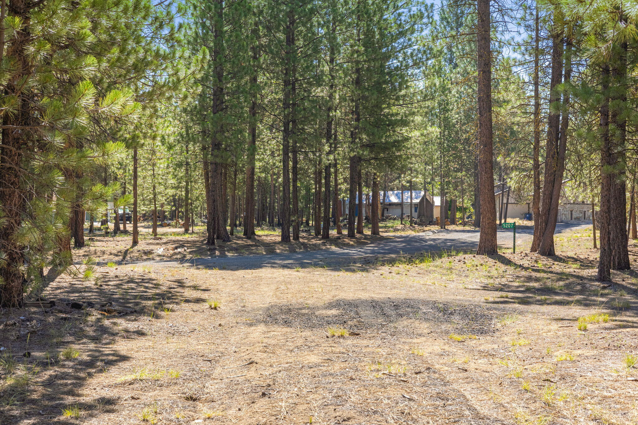 Ponderosa Pines - Land