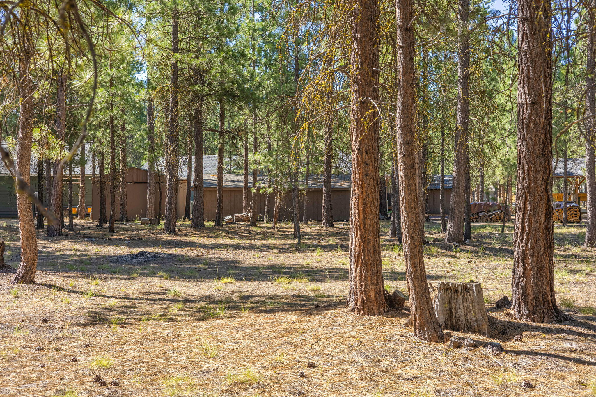 Ponderosa Pines - Land