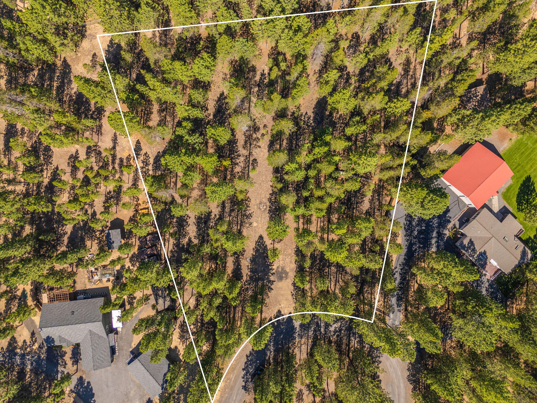 Ponderosa Pines - Land