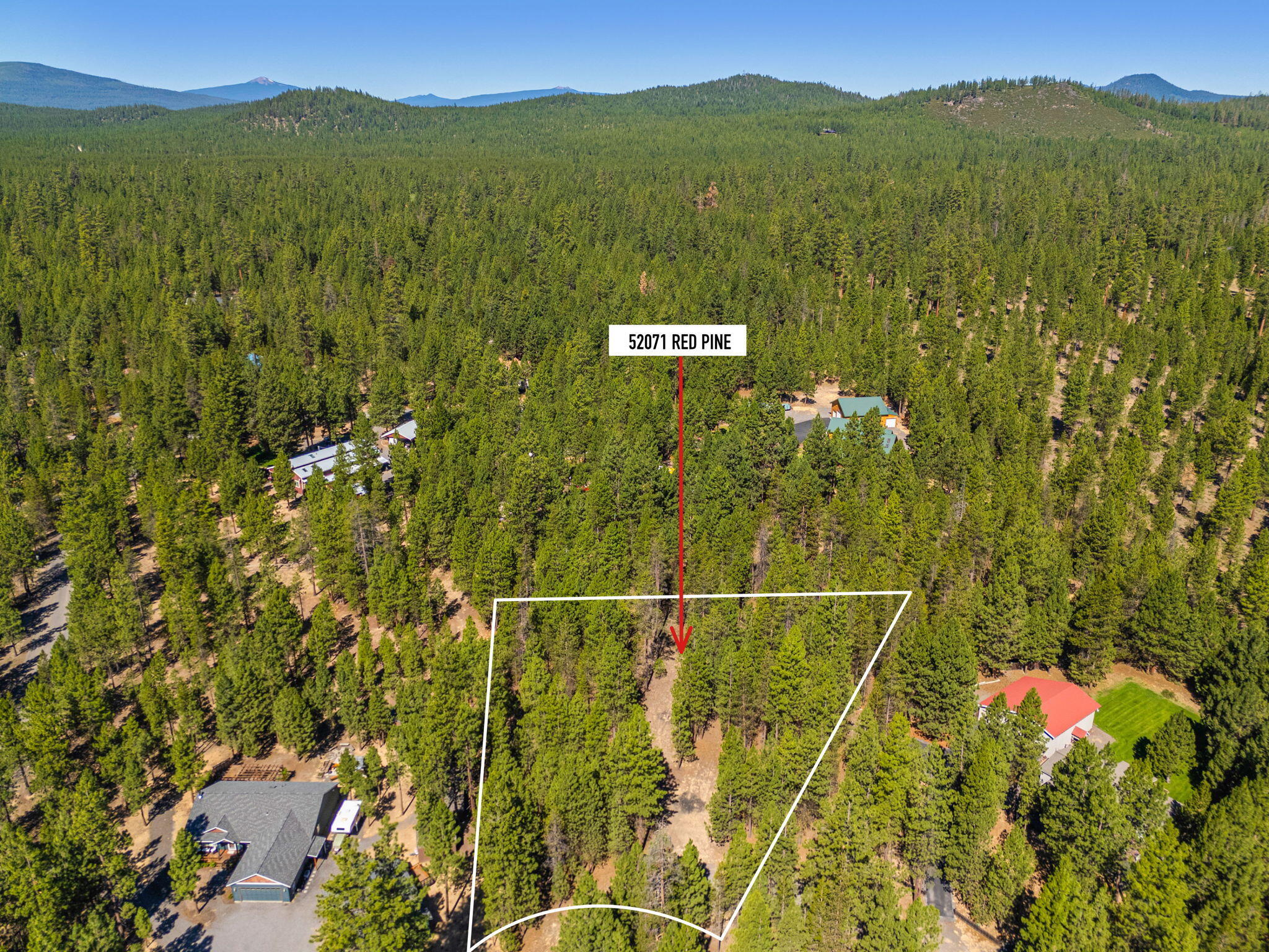 Ponderosa Pines - Land