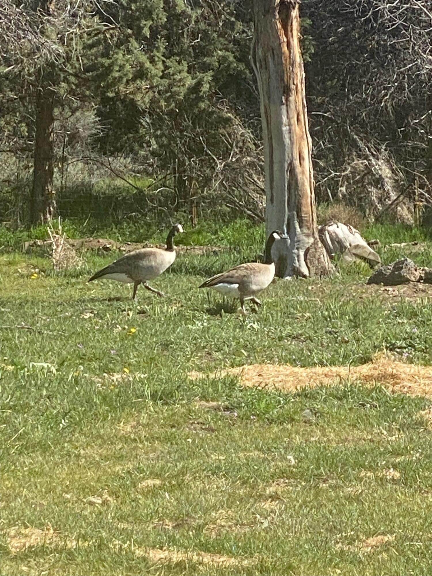 Bend, Oregon 97701, United States, 4 Bedrooms Bedrooms, ,3 BathroomsBathrooms,Residential,Active,86364