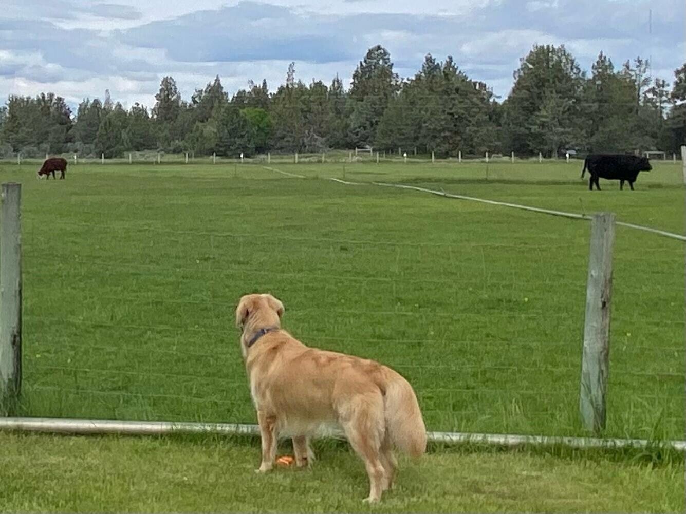 Bend, Oregon 97701, United States, 4 Bedrooms Bedrooms, ,3 BathroomsBathrooms,Residential,Active,86364