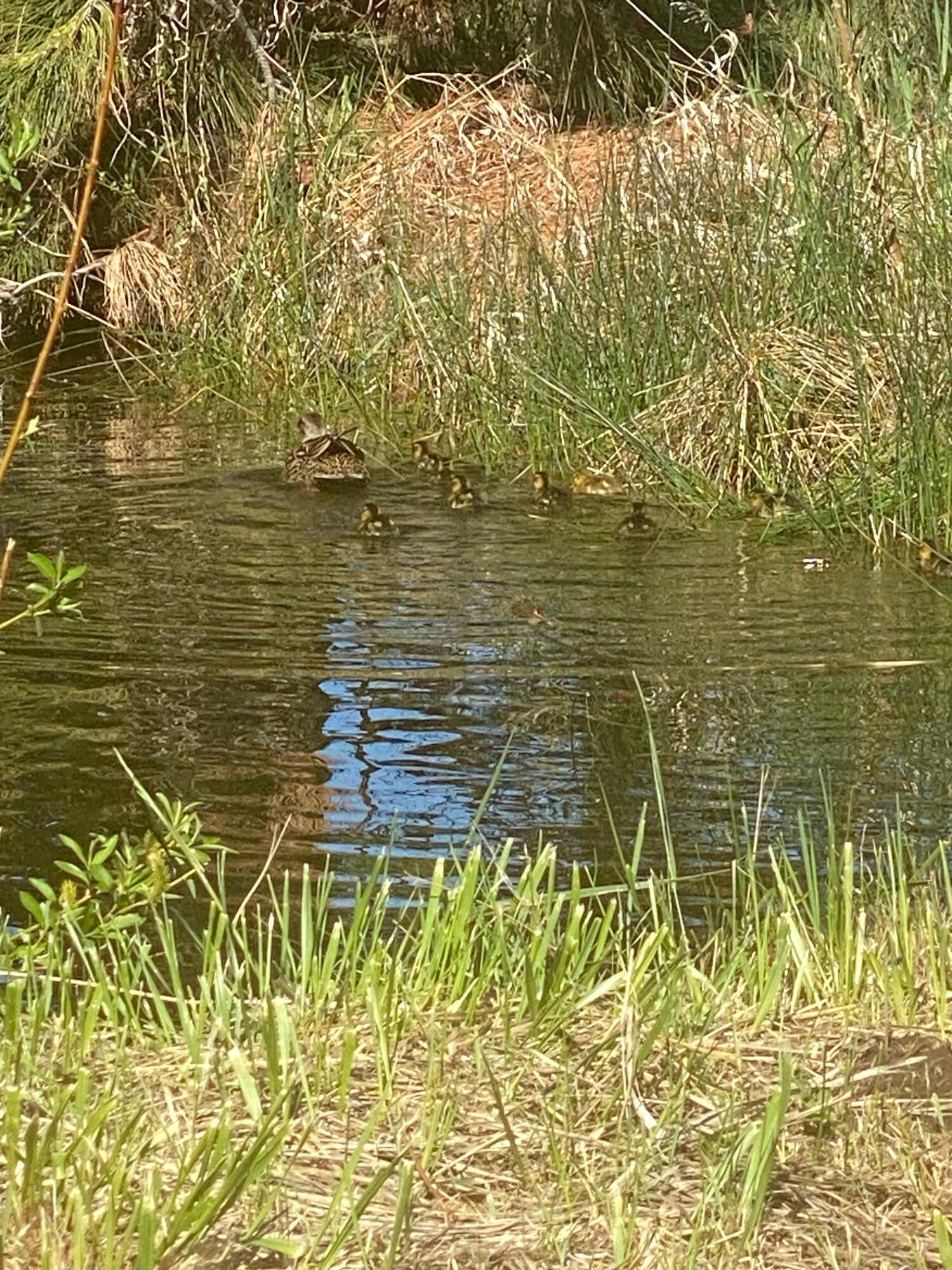 Bend, Oregon 97701, United States, 4 Bedrooms Bedrooms, ,3 BathroomsBathrooms,Residential,Active,86364