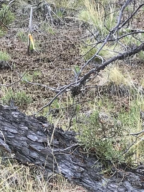 Riverside Ranch - Land