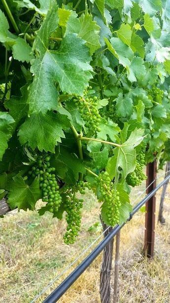 Anastasia Court P.U.D. - Land