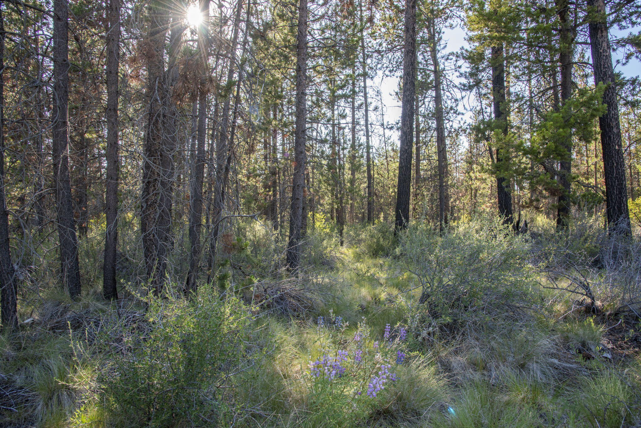 Lazy River West - Land