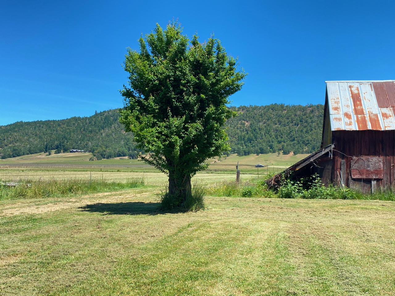 Looking Glass - Farm