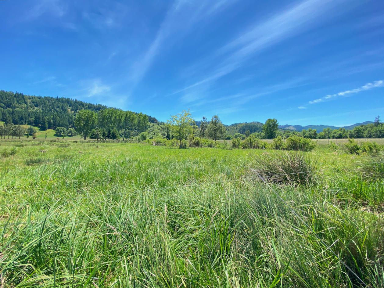 Looking Glass - Farm