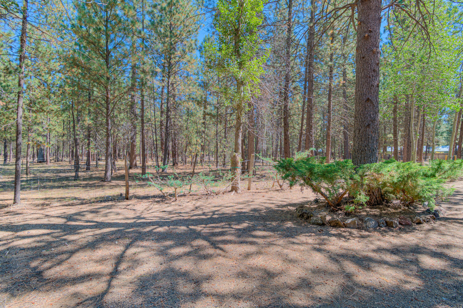 Ponderosa Pines - Residential